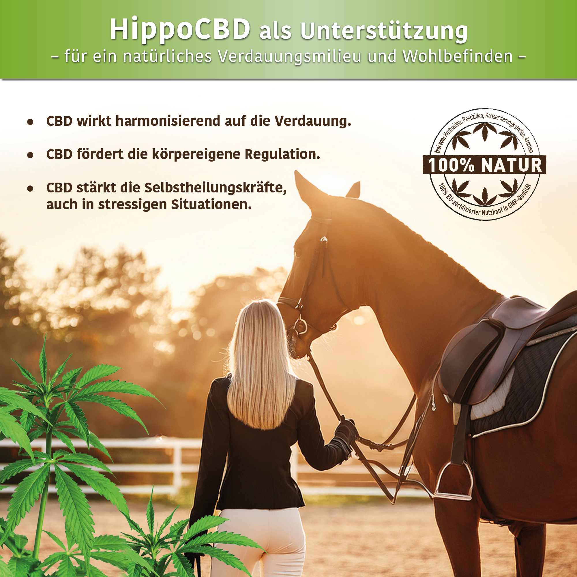 HippoCBD® Darmfit – Für die sensible Verdauung