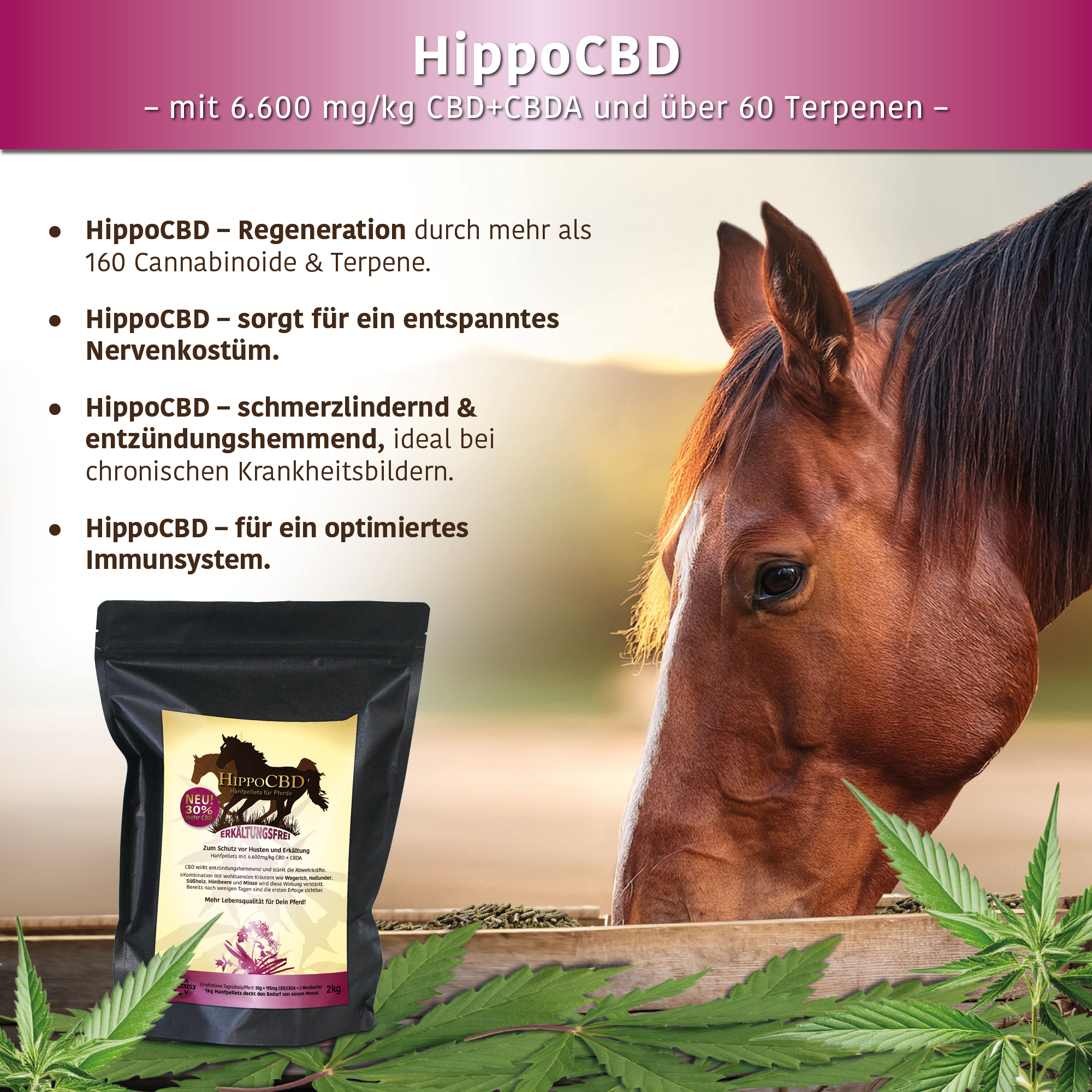 HippoCBD® Erkältungsfrei – Zum Schutz vor Husten und Erkältung