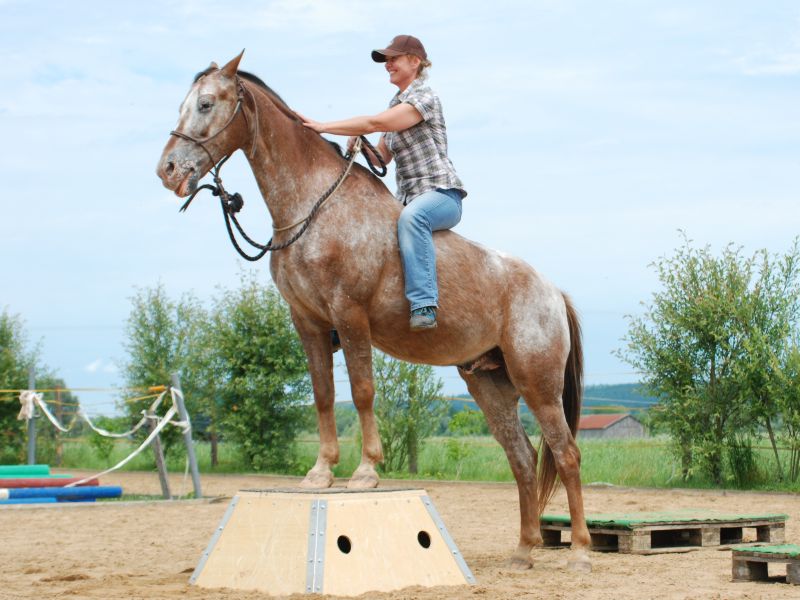 Juckreiz beim Pferd - Reiter mit gesundem Testpferd